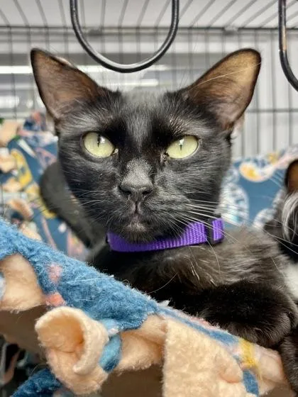 An adult medium-sized female Black Domestic Short Hair cat named Penne for adoption in Plano, TX