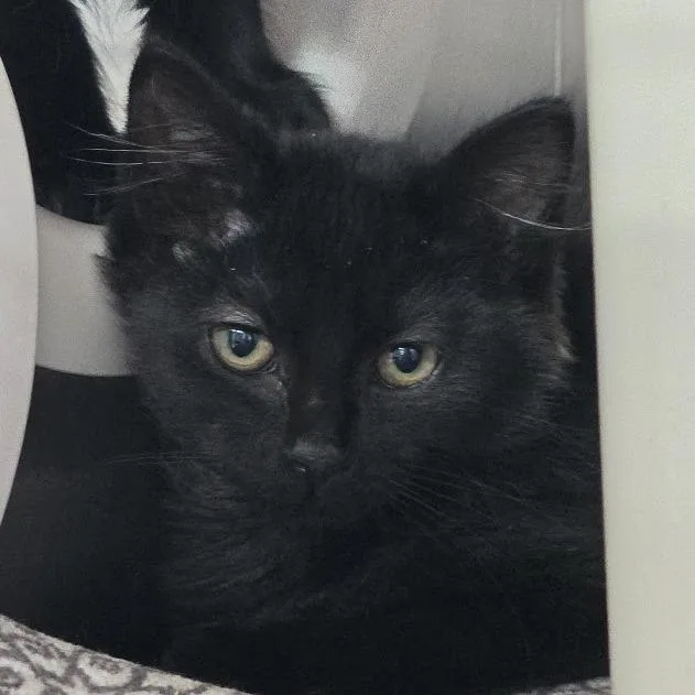 A baby small-sized male Black Domestic Medium Hair cat named Buoy for adoption in Kennebunk, ME