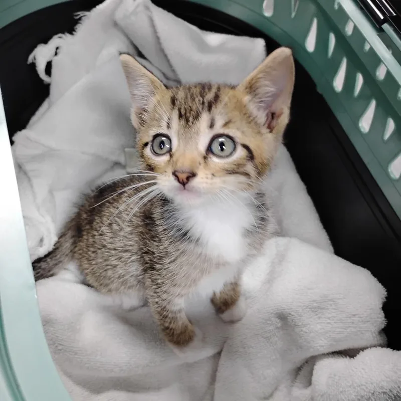 A baby small-sized male Brown / Chocolate Domestic Short Hair cat named Theo @ Pet Supermarket for adoption in Summerville, SC