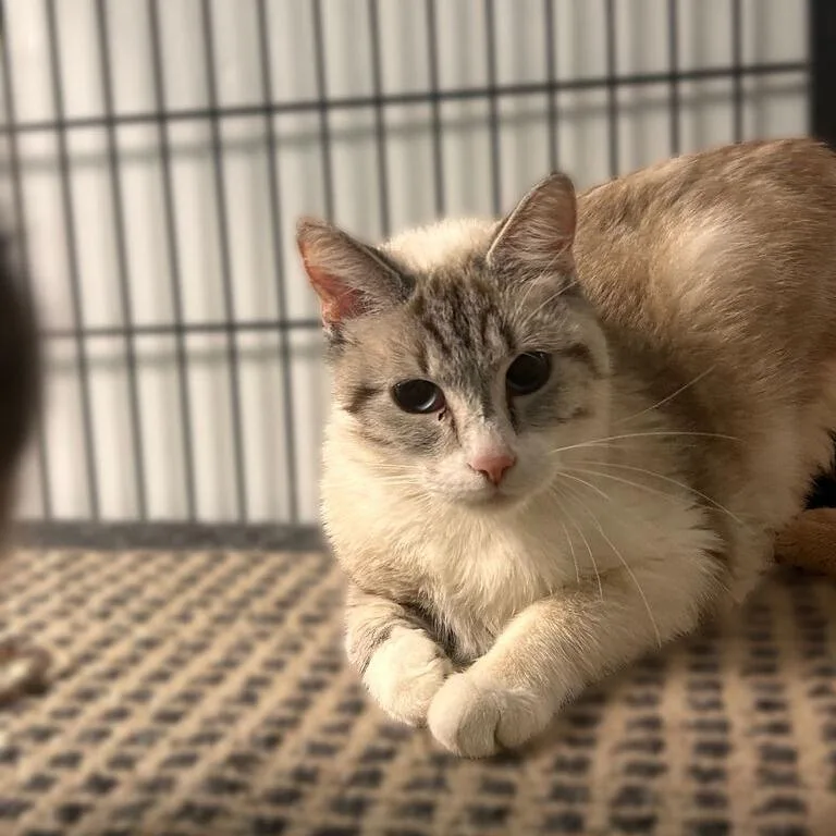 An adult medium-sized female Domestic Short Hair cat named Teletubbies for adoption in Davenport, IA