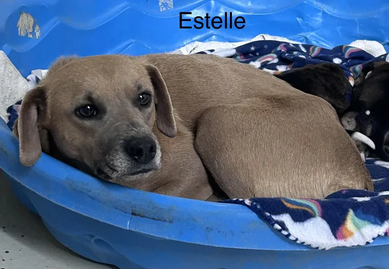 A young small-sized female Terrier dog named Estelle for adoption in Mount Sterling, KY