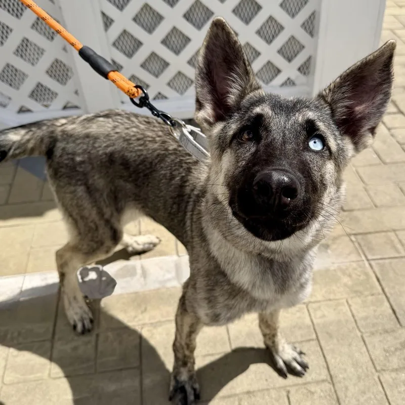 A young medium-sized female Shepherd dog named Daisy for adoption in Los Angeles, CA