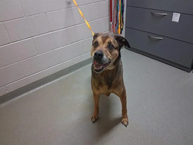 An adult large-sized male Labrador Retriever dog named Rocky for adoption in Colorado Springs, CO