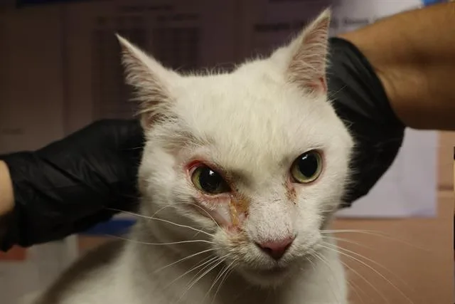 A senior medium-sized male Domestic Short Hair cat named Candle for adoption in Columbia, SC