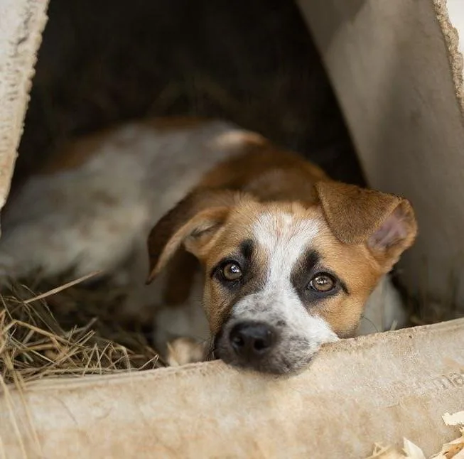 Earlgrey thumbnail 3