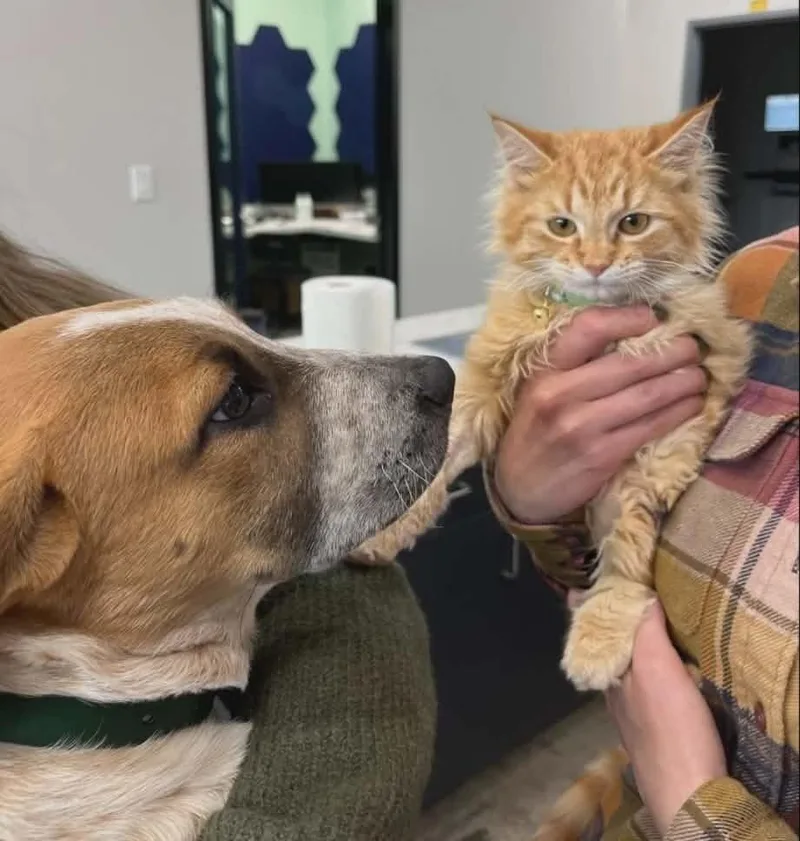 Earlgrey thumbnail 4