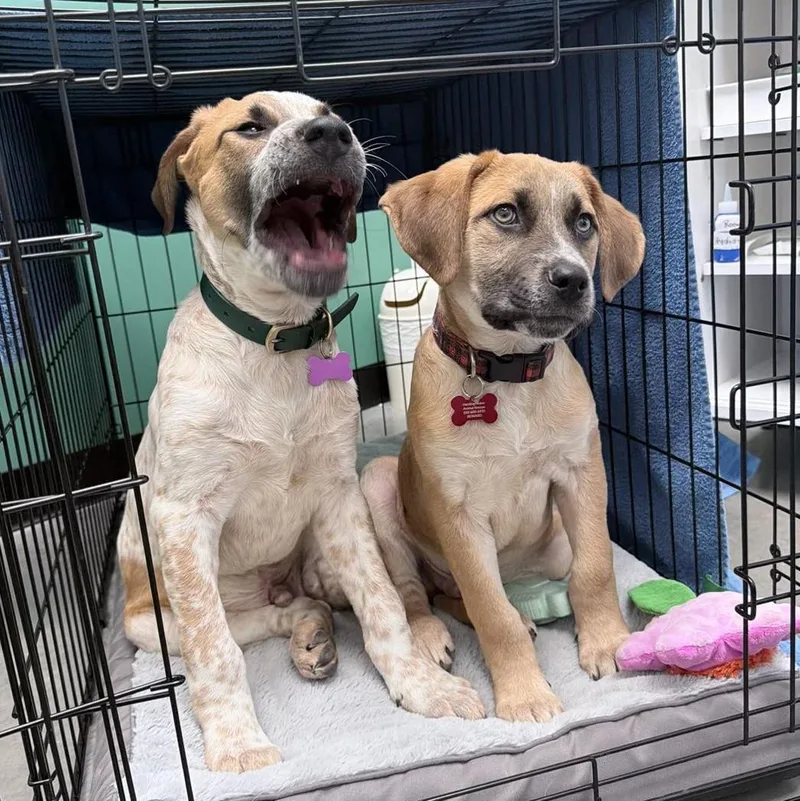 Earlgrey thumbnail 5