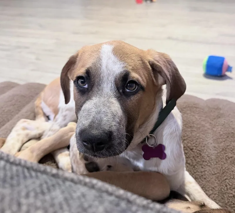 Earlgrey thumbnail 6