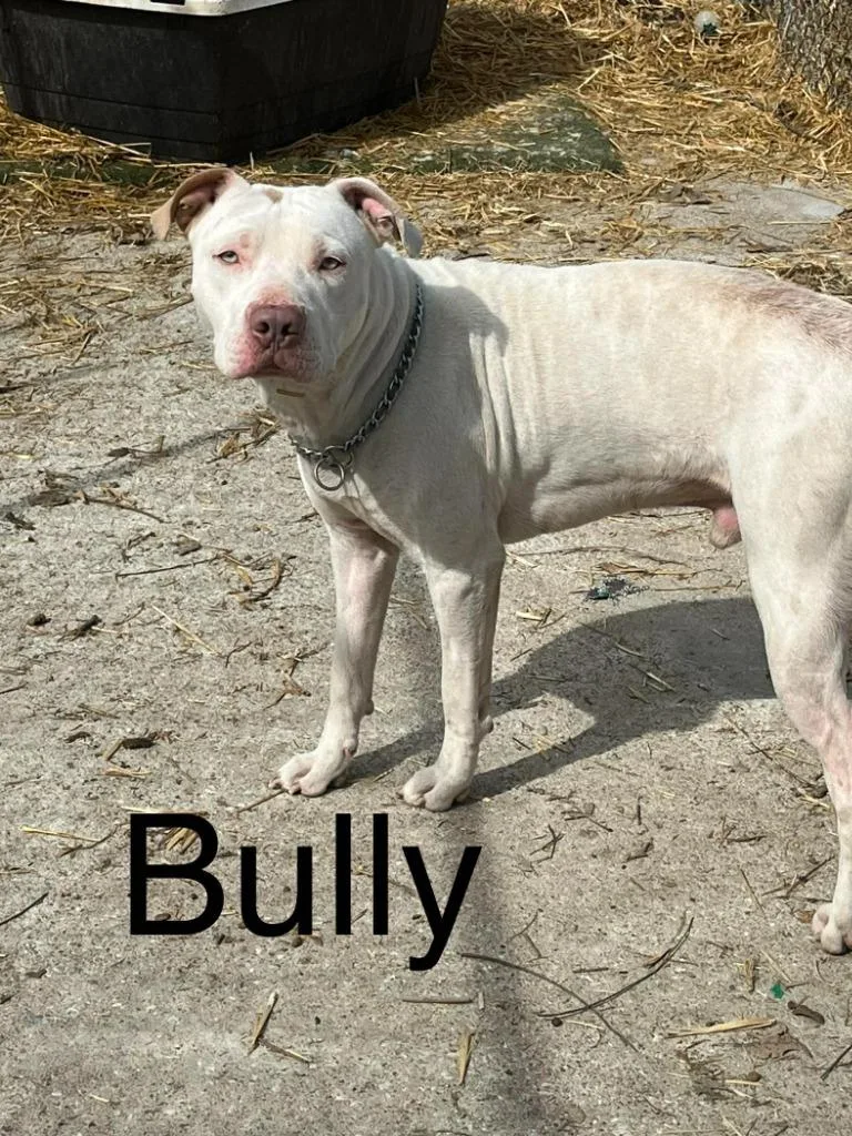 A young large-sized male Pit Bull Terrier dog named Bully for adoption in Princeton, IN