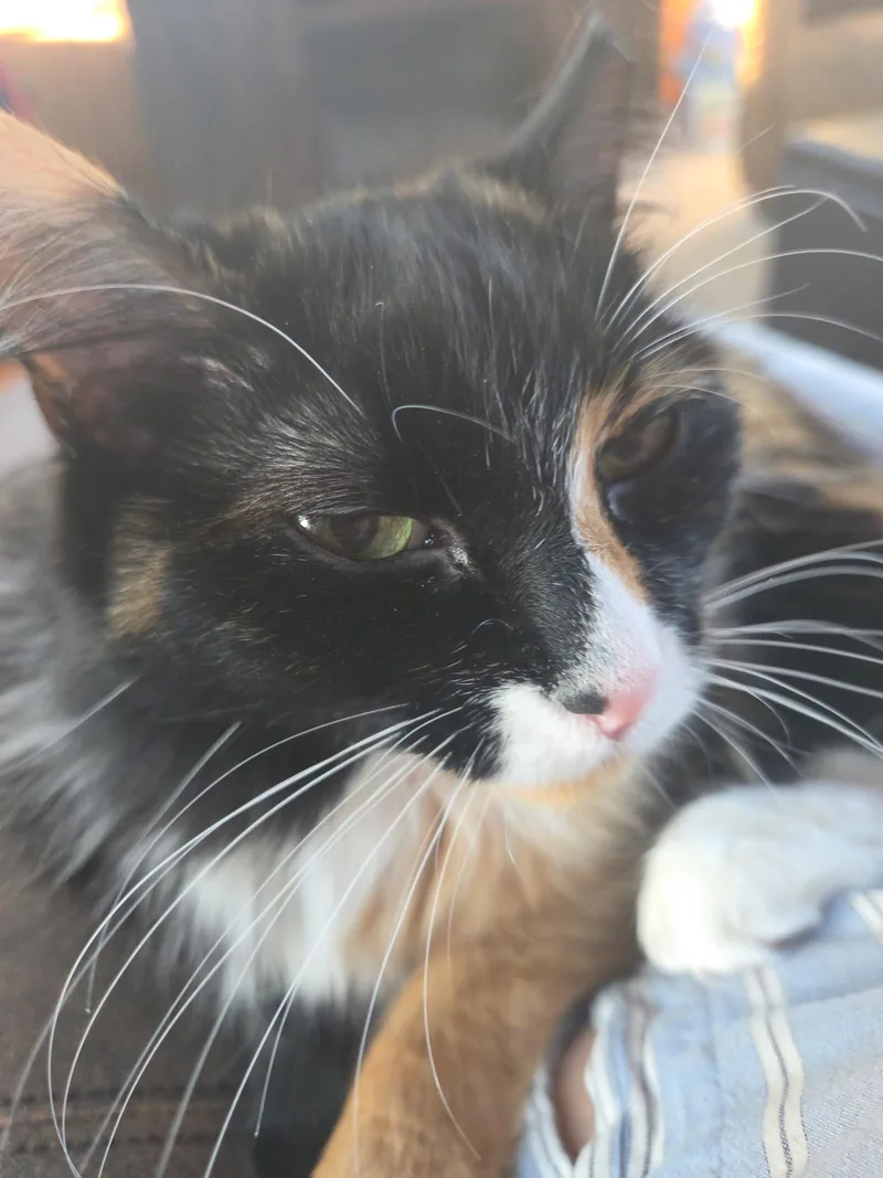 A young medium-sized female Calico cat named Lucy for adoption in Oregon, WI
