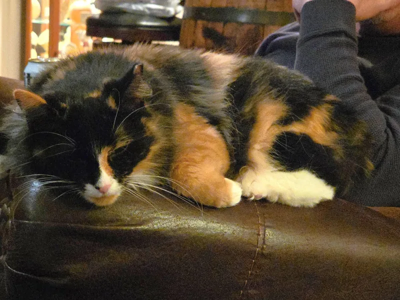 Lucy thumbnail 2