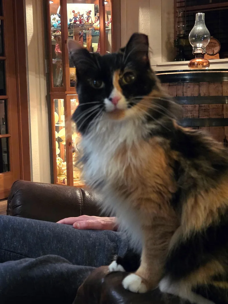 Lucy thumbnail 3