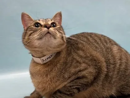 An adult small-sized male Domestic Short Hair cat named Armani for adoption in Coon Rapids, MN