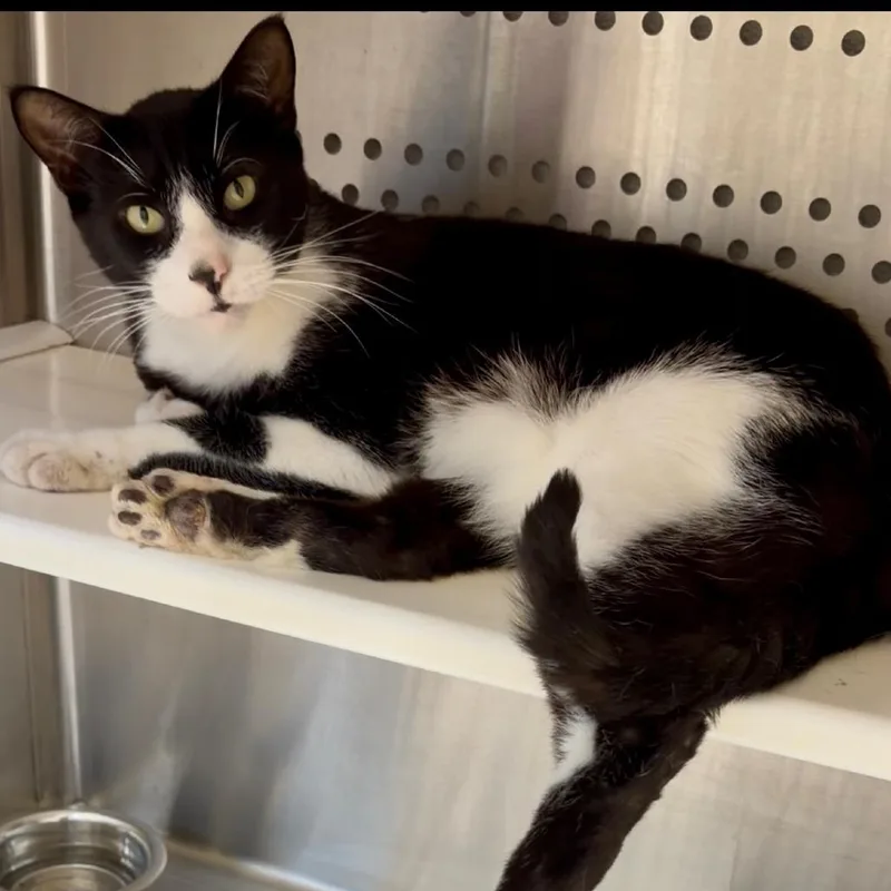 An adult large-sized male White Domestic Short Hair cat named Cookie for adoption in Houston, TX