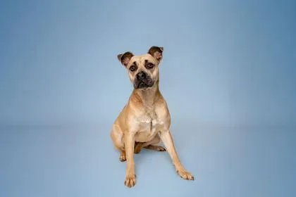 A young large-sized female Mixed Breed dog named Artee for adoption in Sevierville, TN