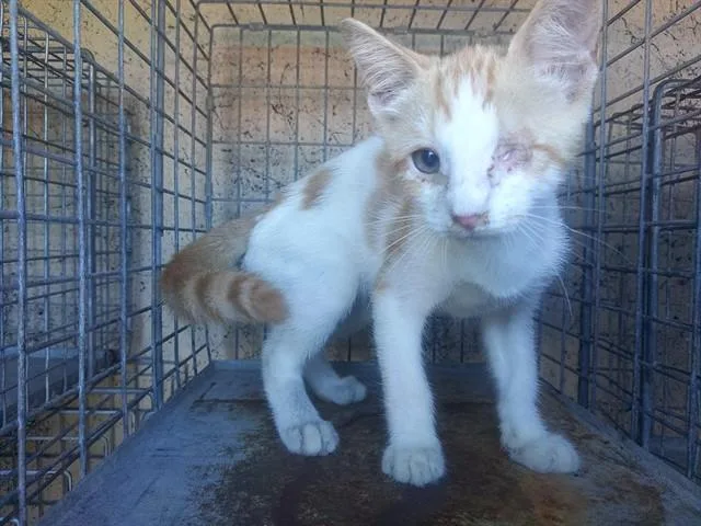 A baby medium-sized male Domestic Short Hair cat named Luca for adoption in Fort Lauderdale, FL