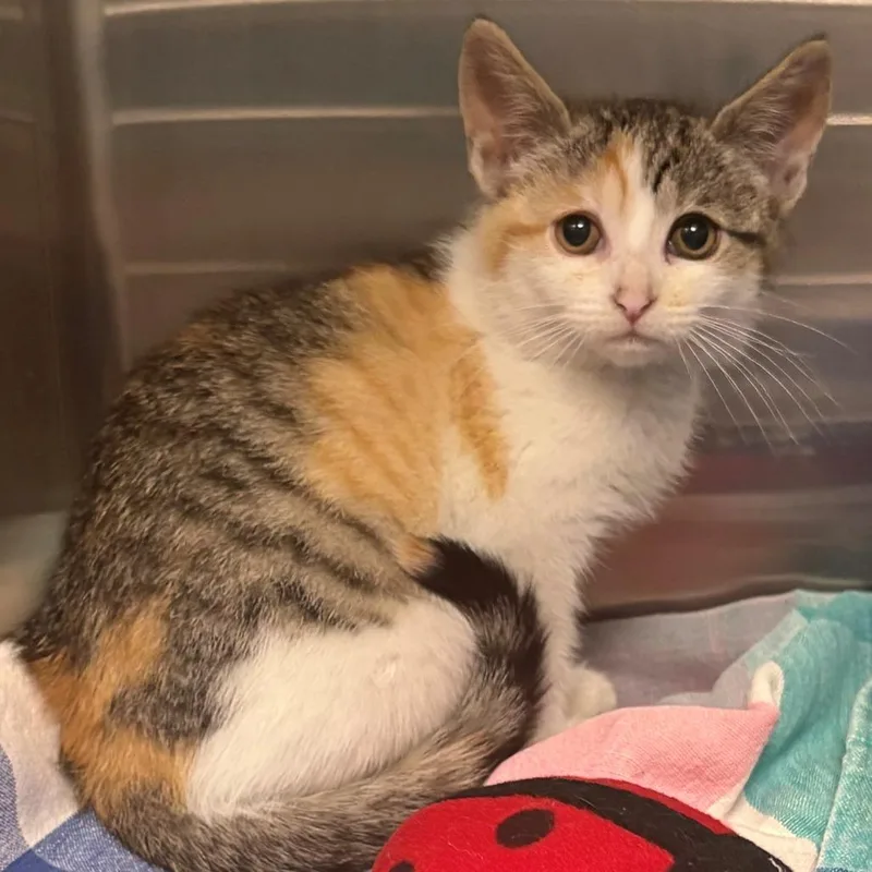 A baby small-sized female Torbie Domestic Short Hair cat named Butterfly for adoption in East Hanover, NJ