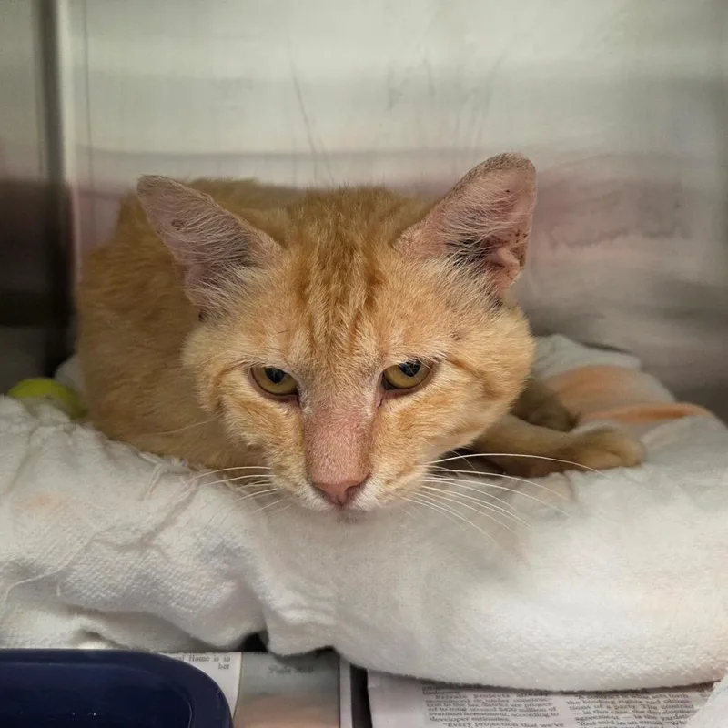 An adult small-sized male Orange / Red Domestic Short Hair cat named Johnny Ringo for adoption in Chattanooga, TN