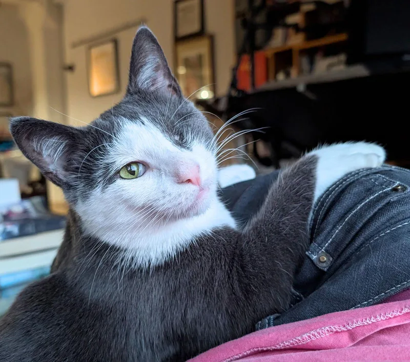 Fig & Vanilla thumbnail 3