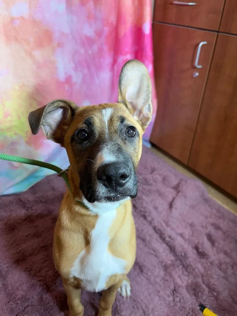 A baby medium-sized female Black Mouth Cur dog named Chyenne for adoption in Wintersville, OH