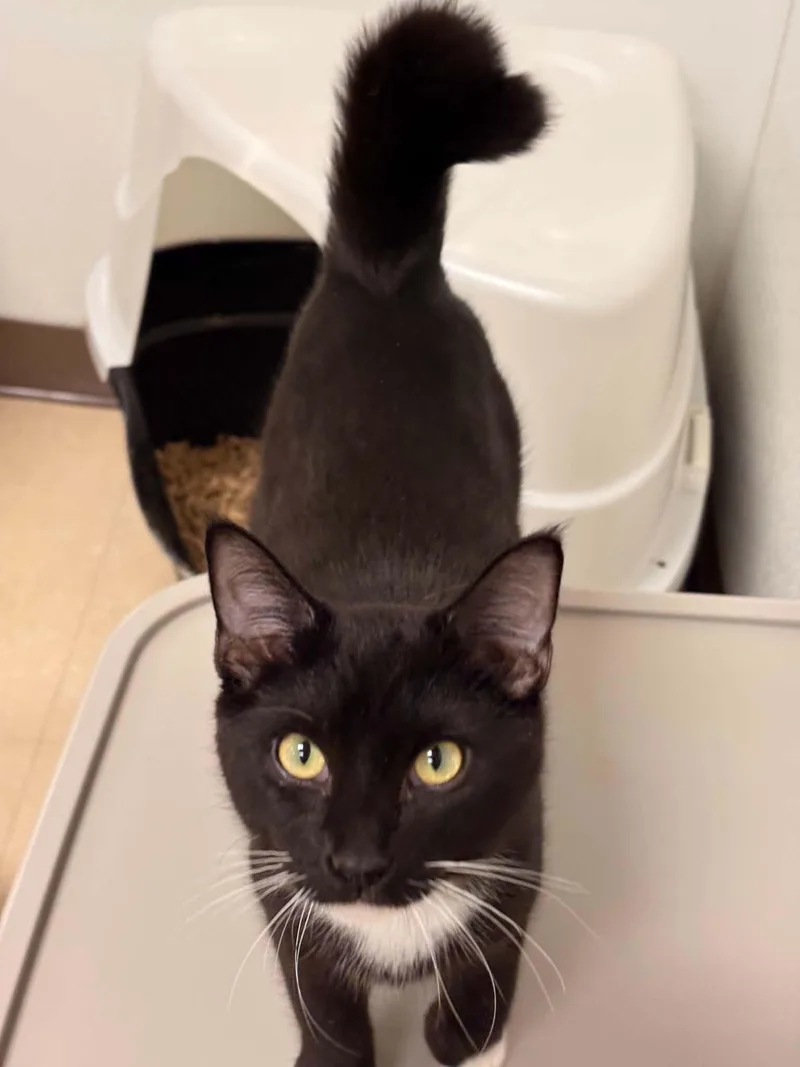 A young small-sized female Domestic Short Hair cat named Posie for adoption in Paris, ME