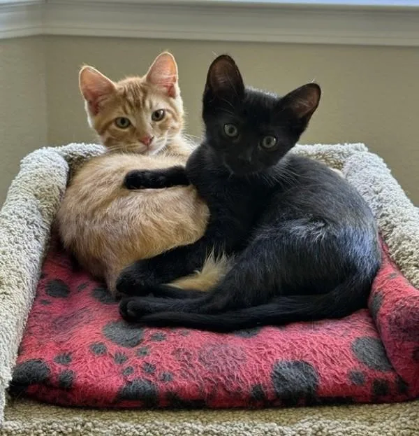A baby small-sized male Domestic Short Hair cat named Butterscotch for adoption in Novato, CA