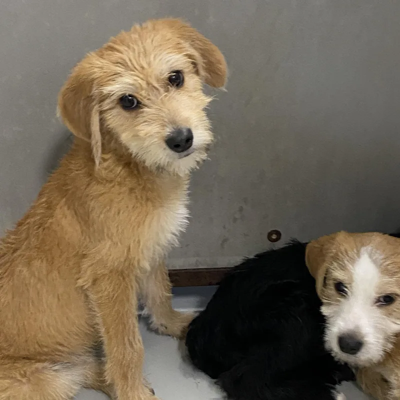 A young medium-sized female Yellow / Tan / Blond / Fawn Wirehaired Terrier dog named Annie for adoption in Hartford, KY