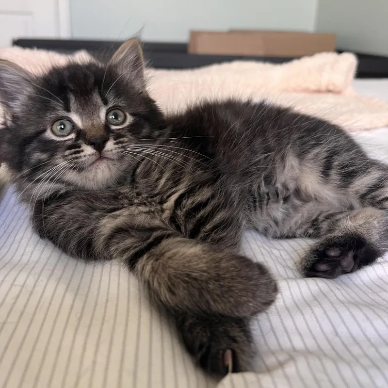 A baby small-sized female Black Domestic Long Hair cat named Taylor for adoption in Fairfax Station, VA