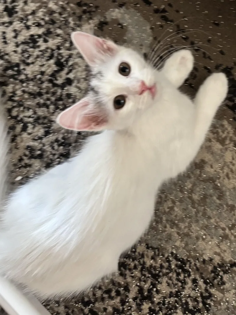 A baby small-sized female Domestic Medium Hair cat named Opal for adoption in Gilbert, AZ