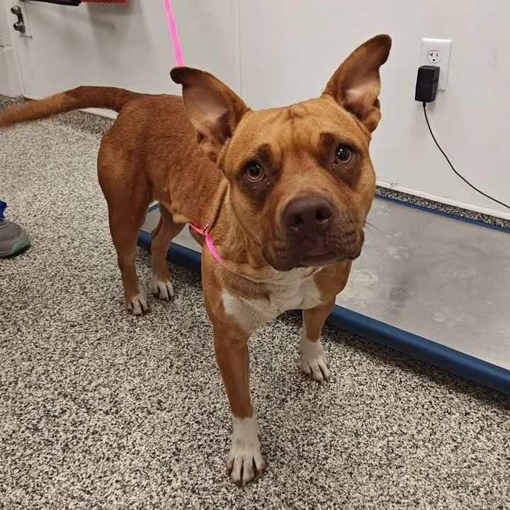 A young large-sized female Pit Bull Terrier dog named Raspberry for adoption in Springdale, AR