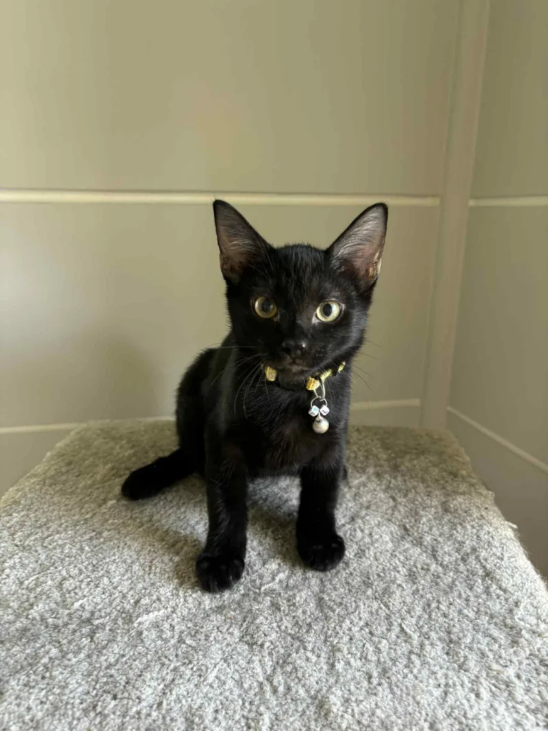 Lollipop thumbnail 2