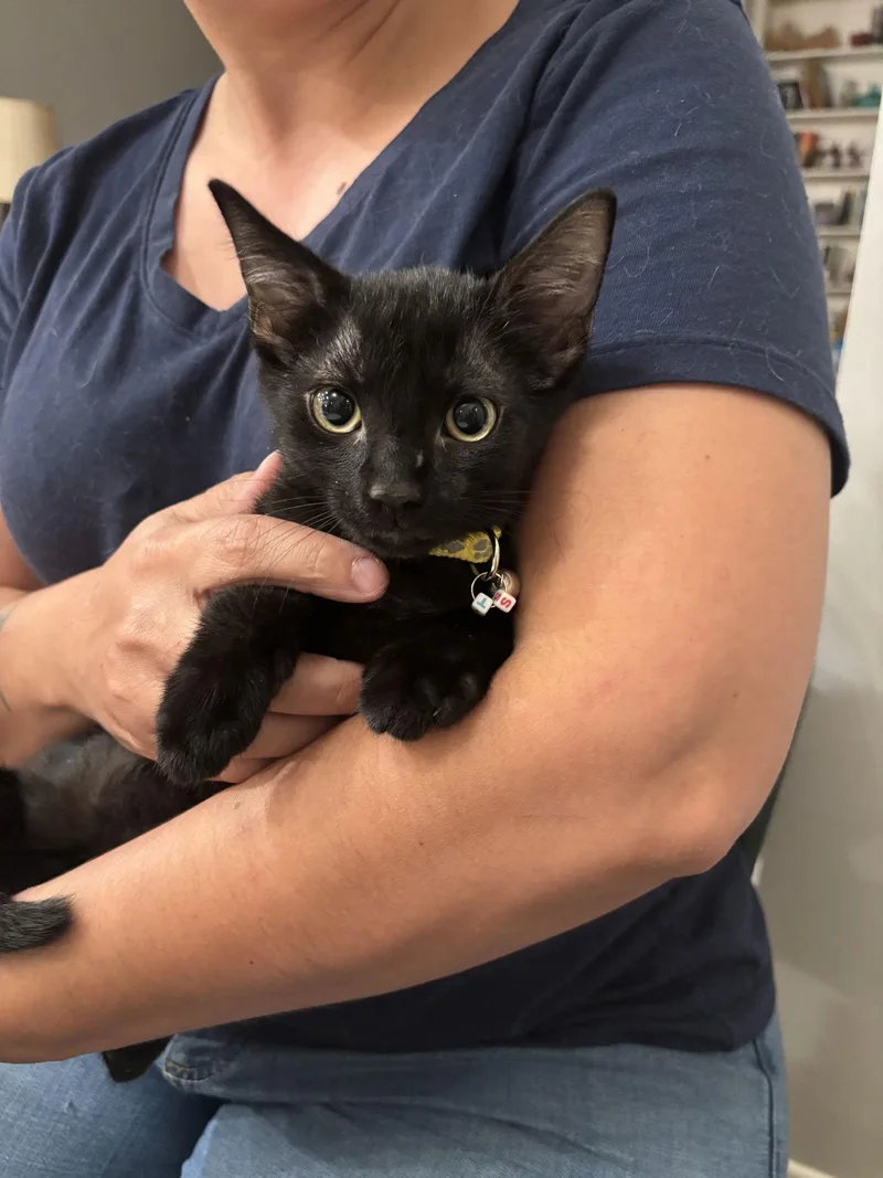 Lollipop thumbnail 3