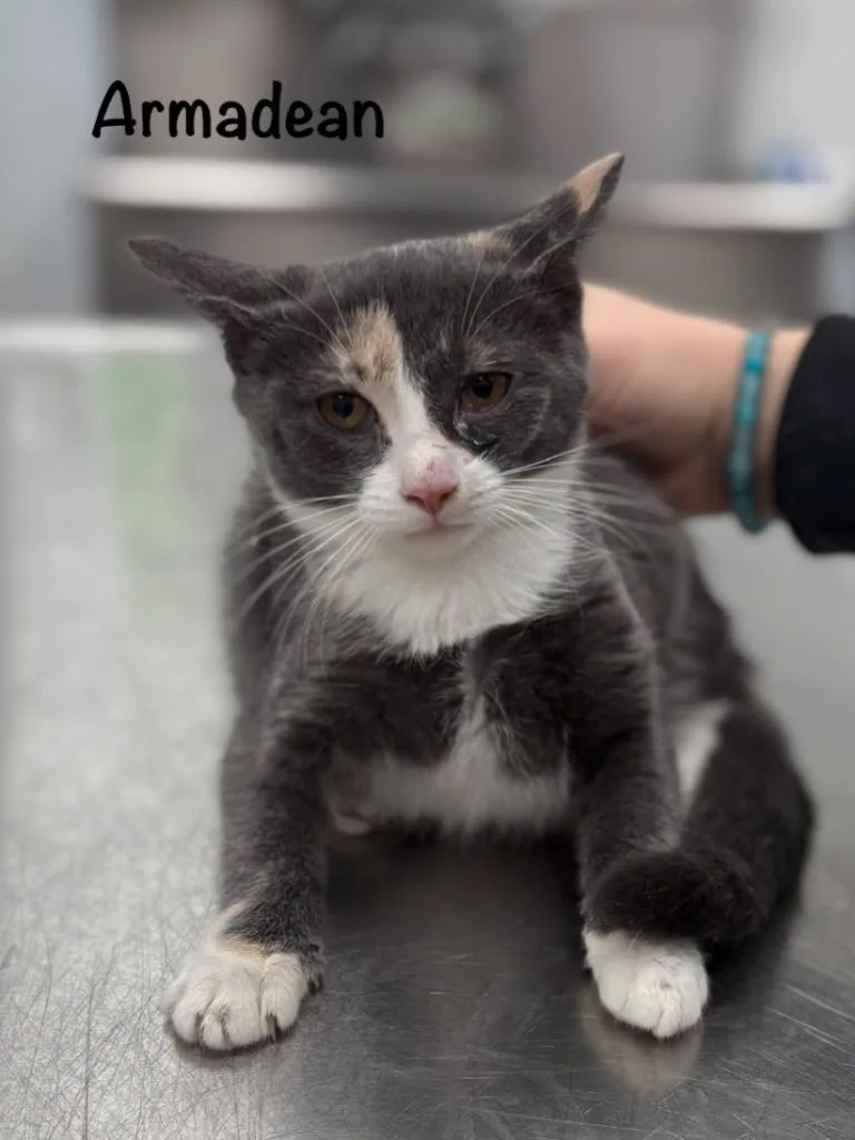 A baby small-sized female Domestic Short Hair cat named Armadean for adoption in Cambridge, MD