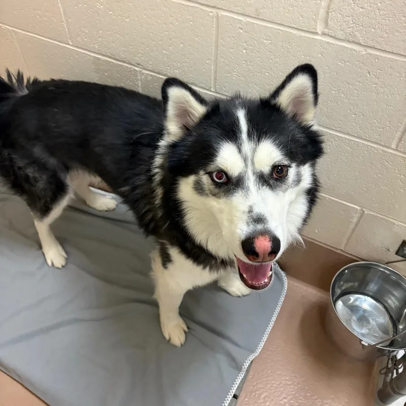 An adult medium-sized male Husky dog named Sica for adoption in Reno, NV