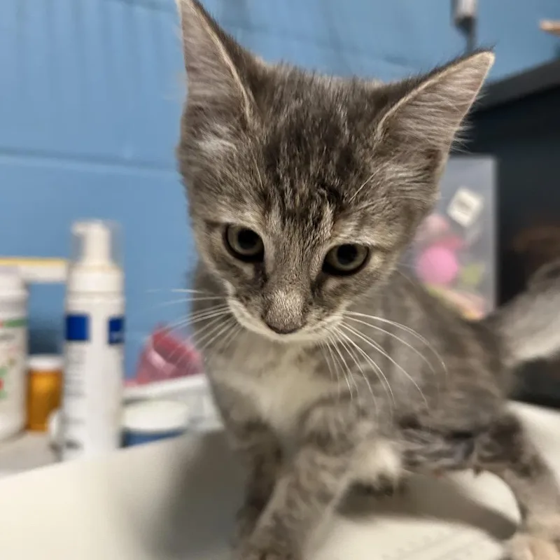A baby small-sized female Gray / Blue / Silver Domestic Short Hair cat named AnniFrid for adoption in Newport, NC