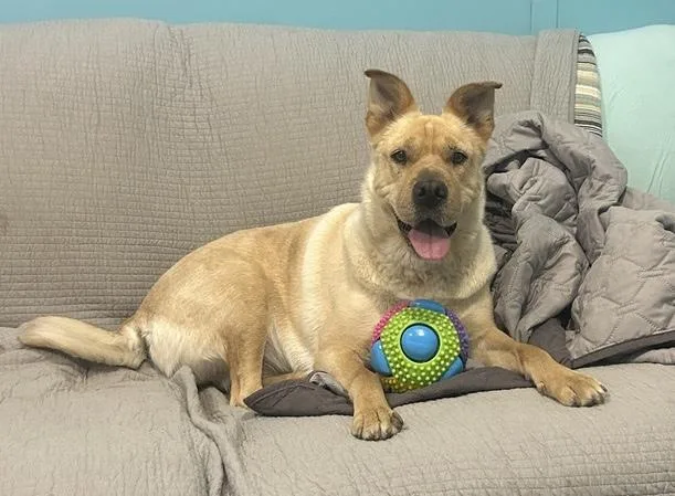 An adult medium-sized female Golden Shar-Pei dog named Lady for adoption in Amherst, MA