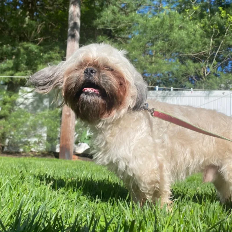 Rocco thumbnail 4