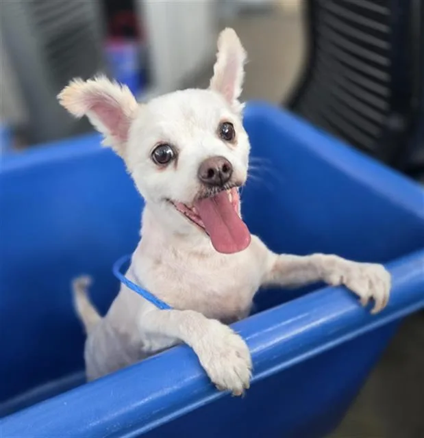 An adult small-sized male Chihuahua dog named Firueleis for adoption in Dallas, TX