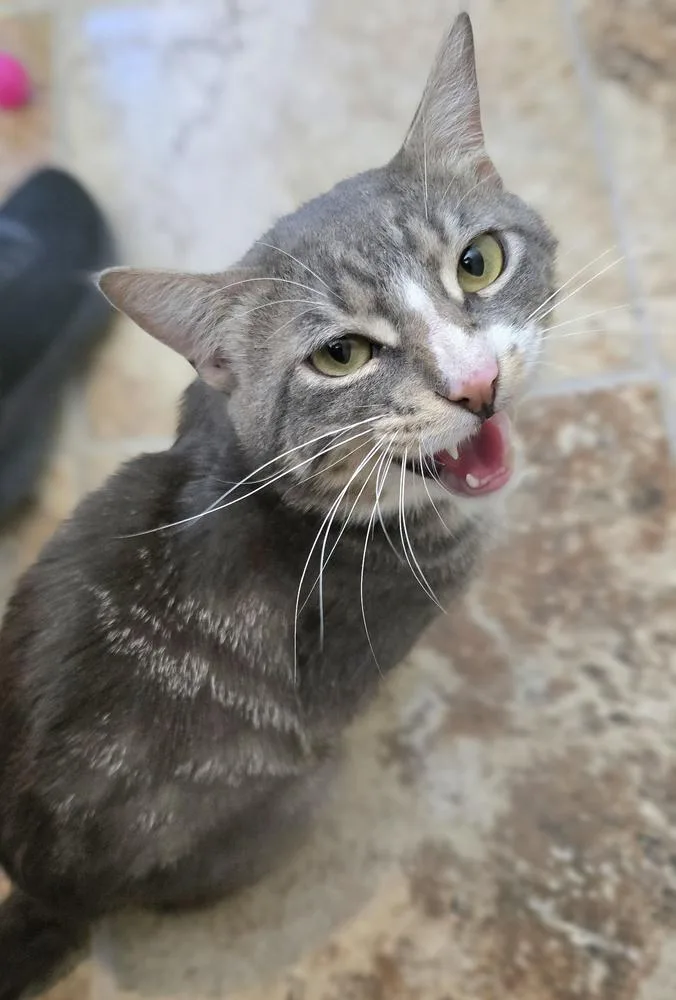 An adult large-sized male Domestic Short Hair cat named Howler for adoption in Vancouver, WA