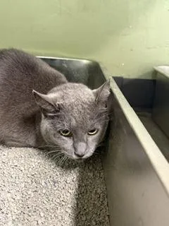 An adult small-sized female Domestic Short Hair cat named Rosemary for adoption in South Bend, IN