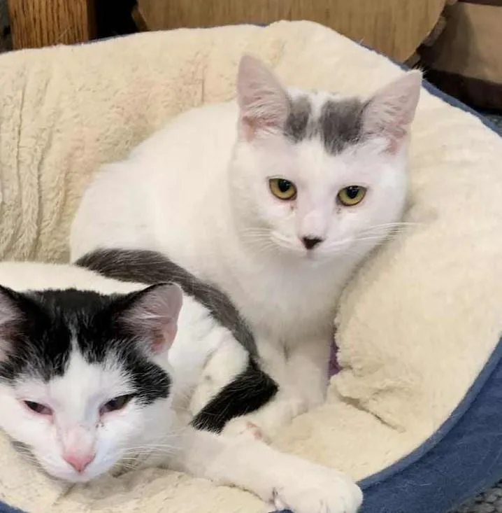 Miss Ducky thumbnail 2