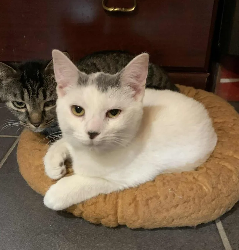 Miss Ducky thumbnail 3