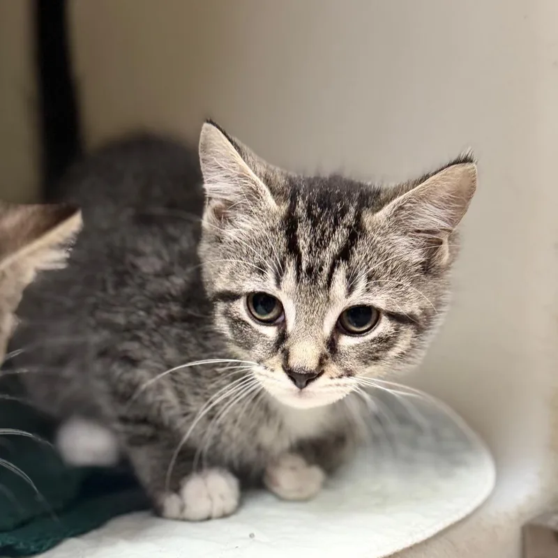 A baby small-sized female Black Domestic Short Hair cat named Dora for adoption in Caryville, TN