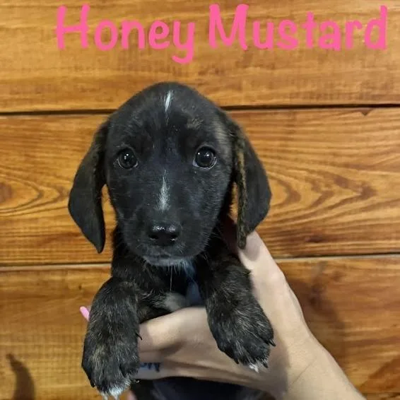 A baby small-sized female Brindle Australian Shepherd dog named Honey Mustard for adoption in North Charleston, SC