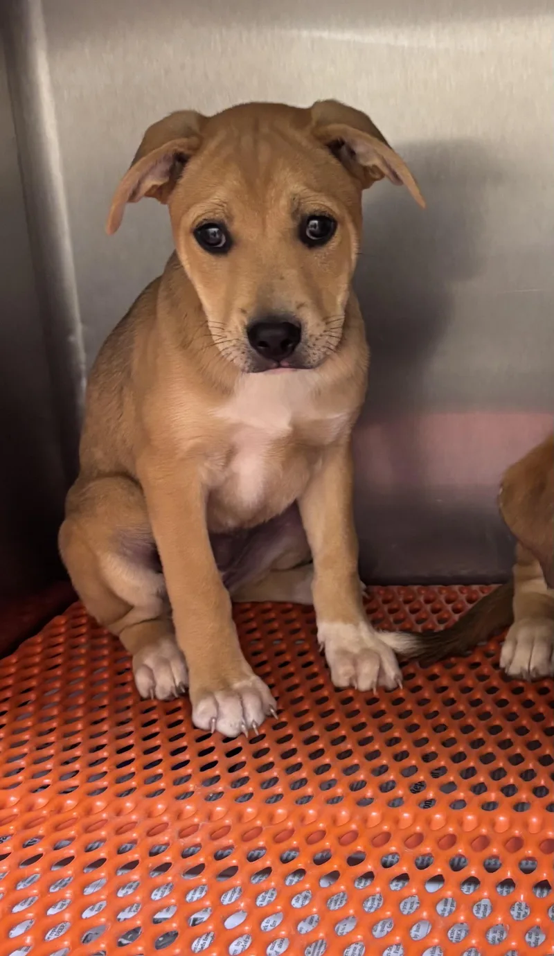 A baby medium-sized female Yellow / Tan / Blond / Fawn Boxer dog named Stassi for adoption in Watertown, CT