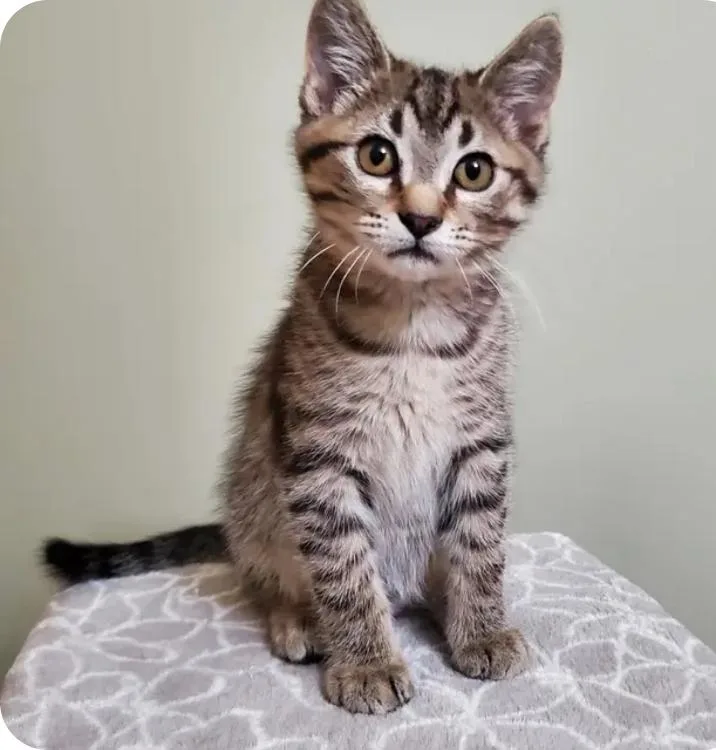 A baby medium-sized male Tabby (Brown / Chocolate) Domestic Short Hair cat named Theo for adoption in Reeseville, WI