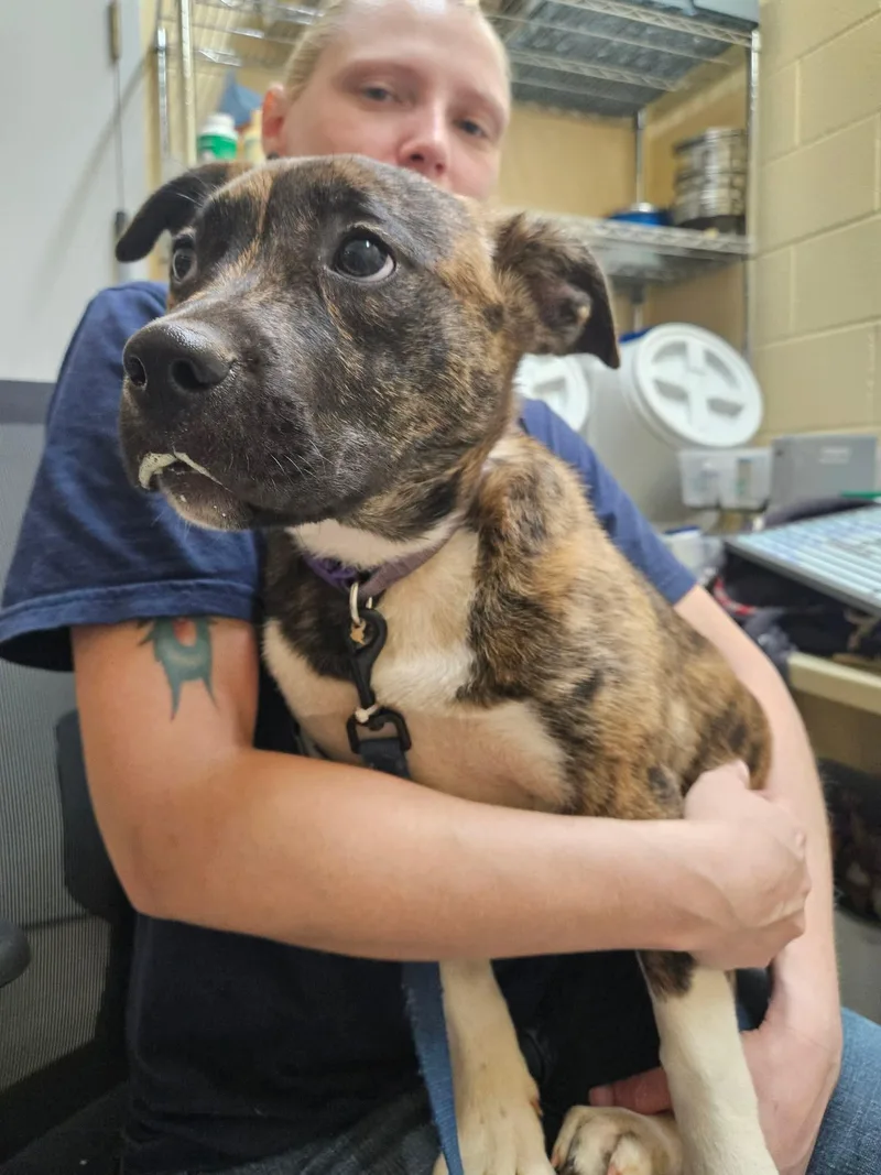 A baby medium-sized female Brindle Anatolian Shepherd dog named Baby Moose for adoption in Culpeper, VA