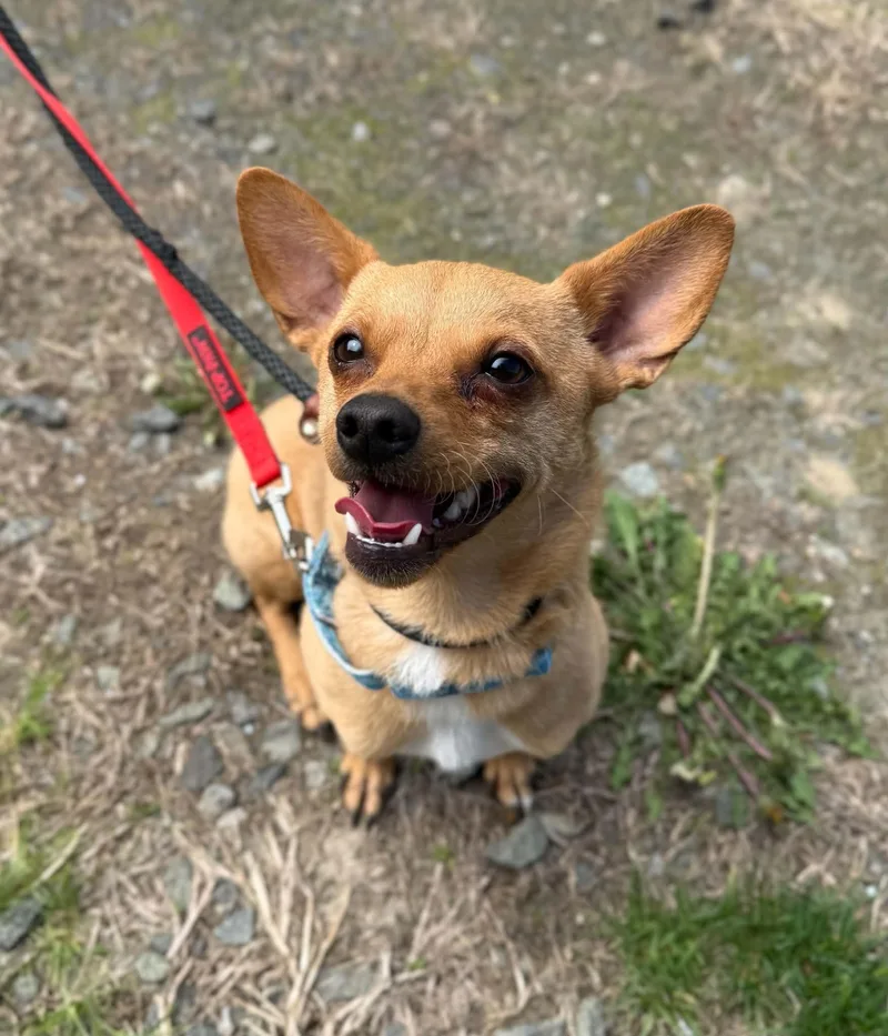 A young small-sized male Yellow / Tan / Blond / Fawn Chihuahua dog named Willie for adoption in Elizabethtown, NY