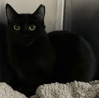 An adult small-sized male Domestic Short Hair cat named Boris for adoption in Phoenix, AZ