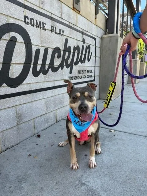 An adult large-sized male Pit Bull Terrier dog named Jimmy Chew for adoption in Charlotte, NC